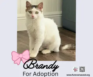 Brandy