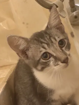 Ella