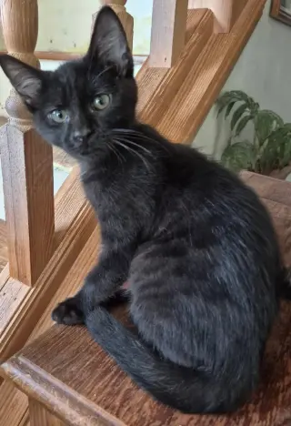 Silvoh