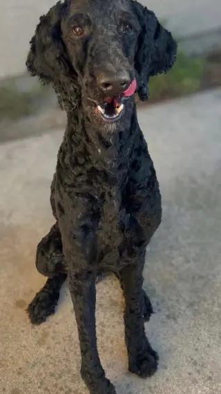 Noir aka Neo