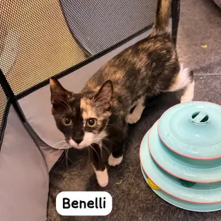 Benelli