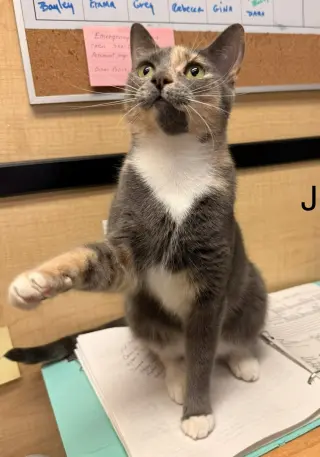 Jillian