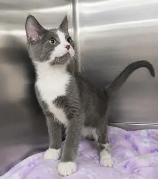 Kitten KC