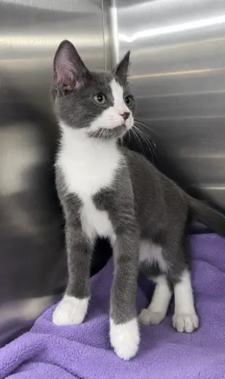 Kitten KC