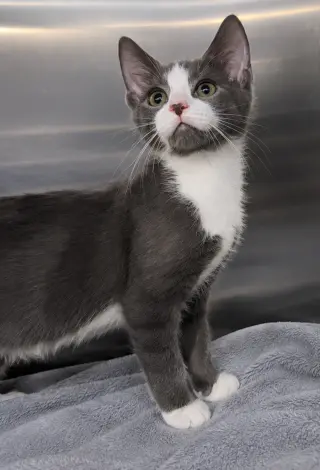 Kitten KC