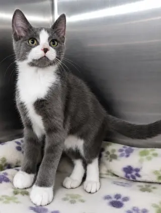 Kitten KC