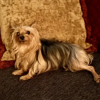 A Dixie