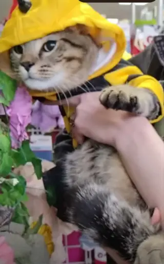 General Mayhem