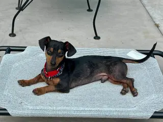 Rockie