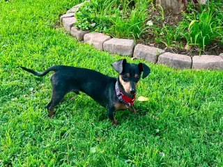 Rockie