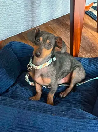 Rockie