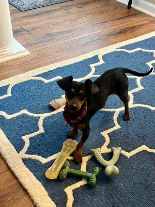 Rockie