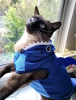 Miso (Courtesy Post)