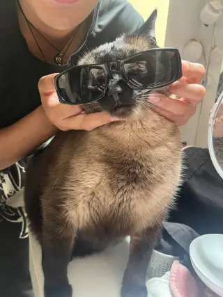 Miso (Courtesy Post)