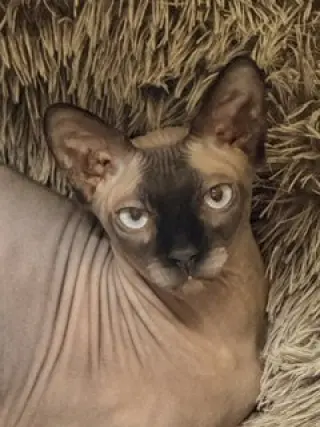 Khonsu