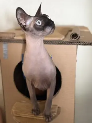 Khonsu