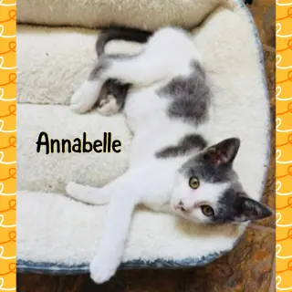 Anabelle