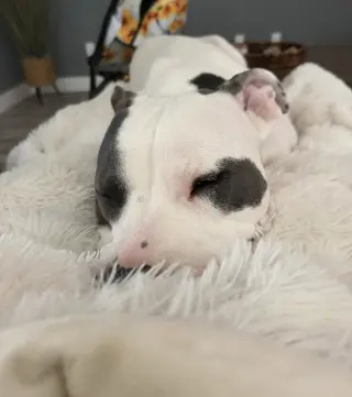 Hera