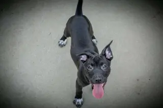 Hazel