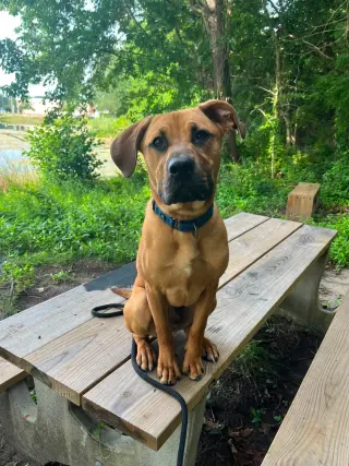 Scoob SCAS
