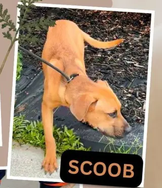 Scoob SCAS