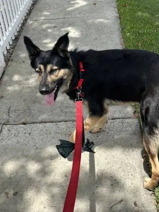 Rex