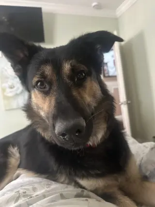 Rex