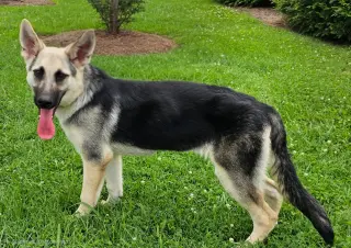 PUPPY RAQUEL