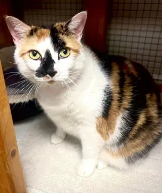 Angel