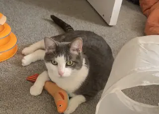 Alfred