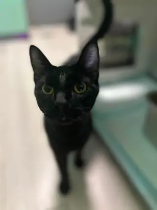 Pantero