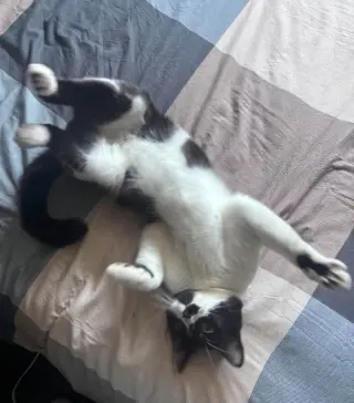 Rizzo