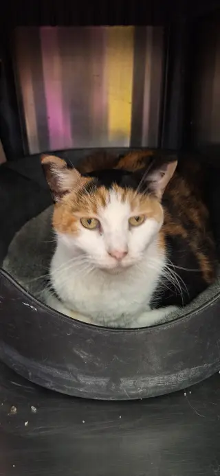 Rippie