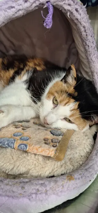 Rippie