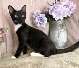 Frankie