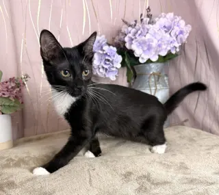 Frankie