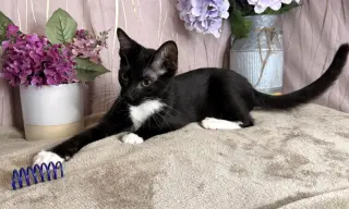 Frankie