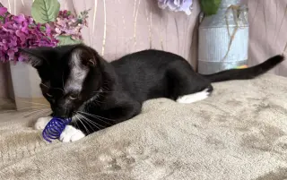 Frankie