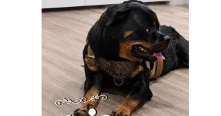 Jojo