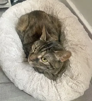 Peanut