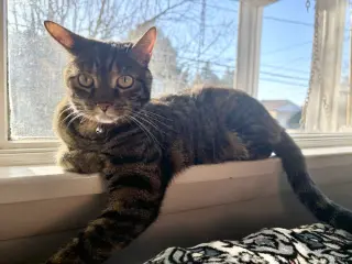 Peanut