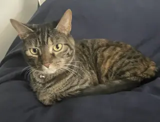 Peanut
