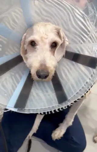 Wally
