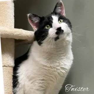 Twister Branch