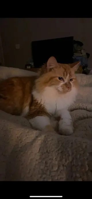 Clementine