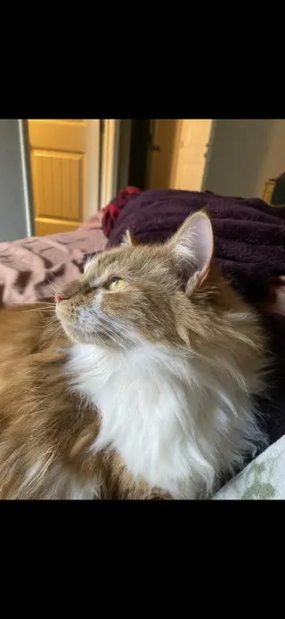 Clementine