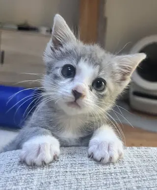 Bella Boo