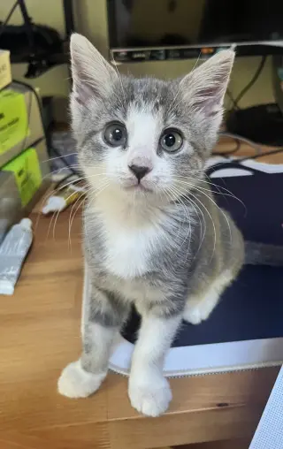 Bella Boo