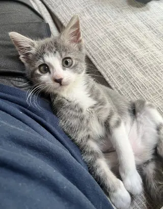 Bella Boo