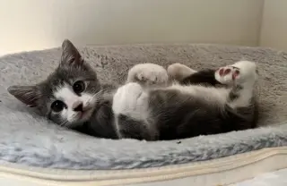 Bella Boo